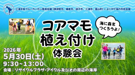 三浦半島4市1町ブルーカーボンプロジェクト「コアマモ