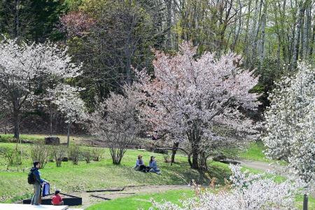 春の花々が続々開花中！5/9（土）～17（日）「シラネ