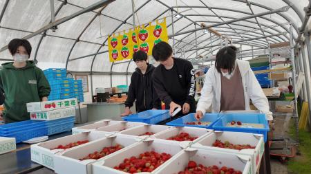 【城西国際大学】地域と歩んで3年目へ。山武のいちご
