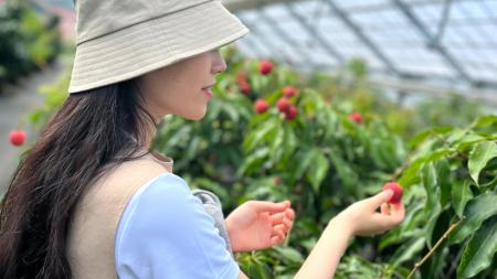 都心から60分の“ライチ狩り”！国内わずか1％の希utf-8