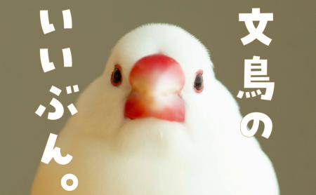 文鳥にモテたい人にオススメ 最新研究でわかった50の