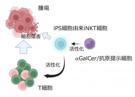 iPS細胞由来NKT細胞を用いた新規細胞療法の有効性を前