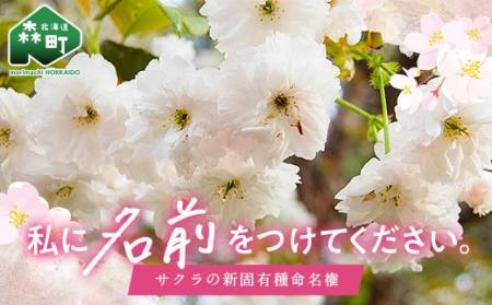 【北海道森町】新種さくらの命名権をふるさと納税「1