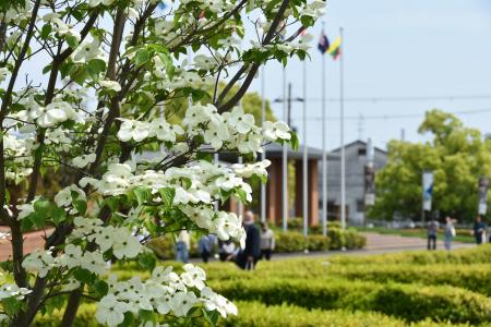 【関西外国語大学】満開のハナミズキの下、オープンキ