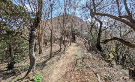 シャクナゲに染まる「トレッキングセミナー天城山」開