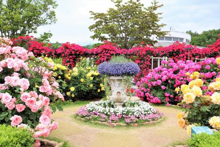 花のステージは、藤の花からローズガーデンへ『５００