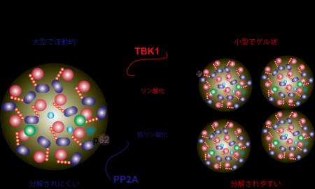 リン酸化がタンパク質分解効率を決める仕組みを解明