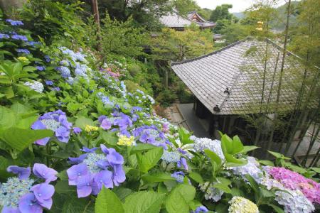 【鎌倉長谷寺】事前申込で快適なあじさい鑑賞を！