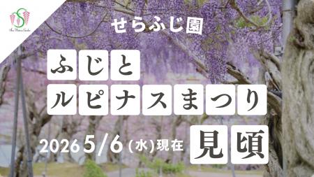 【広島／世羅】ふじが見ごろを迎えています　ふじとル