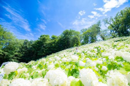 初夏の東京に、奇跡の花景色。「秋川渓谷あじさいまつ