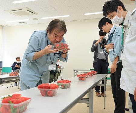 手間暇かけて育てられた高槻産露地イチゴの品評会が開