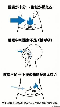 なぜ下腹は凹まないのか。・・睡眠中の盲点。