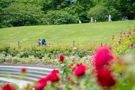 群馬県内最多5,700株の春バラに包まれる「ROSE WEEK」