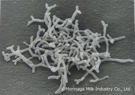 ヒトのビフィズス菌BB536が高たんぱく食を摂取する男