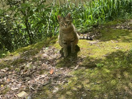【京都産業大学】― 学生がつくる、猫と共生するutf-8