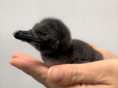【すみだ水族館】この春、新しいいのちが仲間入utf-8