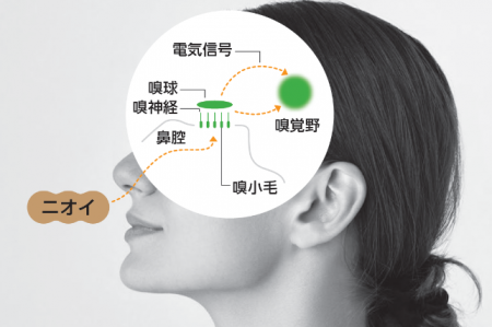 香りが気になる方に無香性ヘアケアを