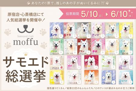 【2周年記念】人気サモエドをぬいぐるみ化する来店投