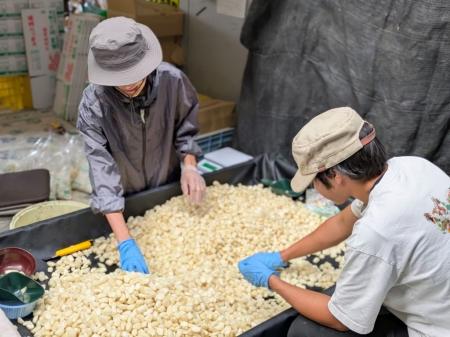 【徳島県鳴門市】「おてつたび」×「鳴門市」～「半農