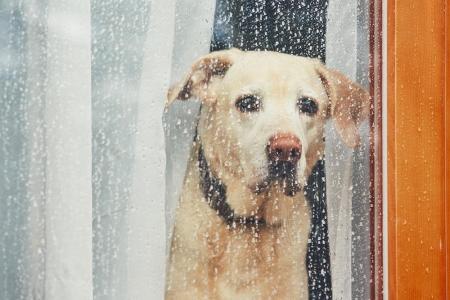 雨の日の犬の散歩「小雨なら行く」が37.5%|飼い主20 雨の日の犬の散歩「小雨なら行く」が37.5%|飼い主20