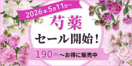 【期間限定】芍薬SALEを2026年5月11日～開催！｜花の