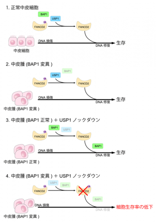 悪性中皮腫の新たな治療戦略につながる分子機構を発見 悪性中皮腫の新たな治療戦略につながる分子機構を発見