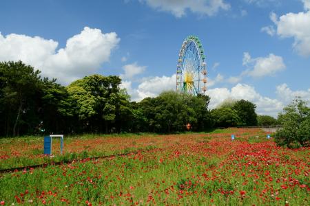 シャーレーポピー見頃です（国営ひたち海浜公園）