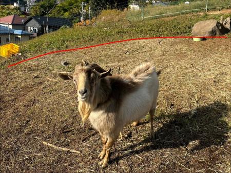 「草刈りヤギちゃん」除草実績を公開