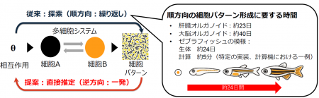 細胞の並びから、組織のでき方を逆算する新技術