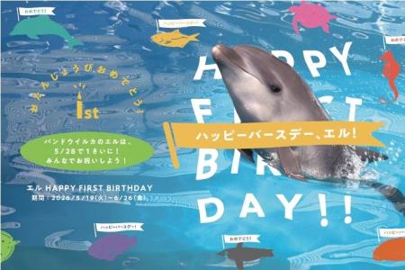 【仙台うみの杜水族館】うみの杜初のバンドウイルカの