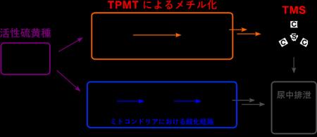 体内の有害な活性硫黄を無毒化・排出する二重制御機構