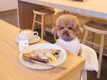 フォロワー1万人達成！「東京DOG SPOT」本格始動--神