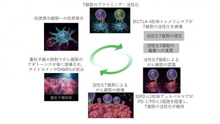 進行肝細胞がんに対する重粒子線と免疫療法の併用を医