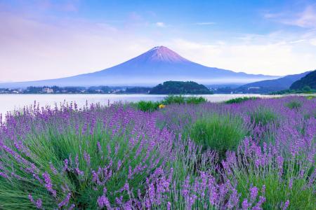 【富士山麓】動物同伴型一棟貸し宿「ICHI 縁」にて、