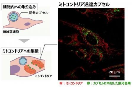 ミトコンドリアに化粧品成分を届けるカプセルを開発