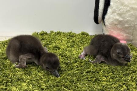 【すみだ水族館】新たに2羽のきょうだいが仲間入utf-8