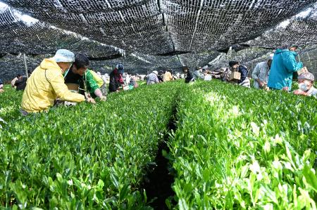 全国茶品評会二連覇へ「舞鶴茶」の出品用茶摘みを実施