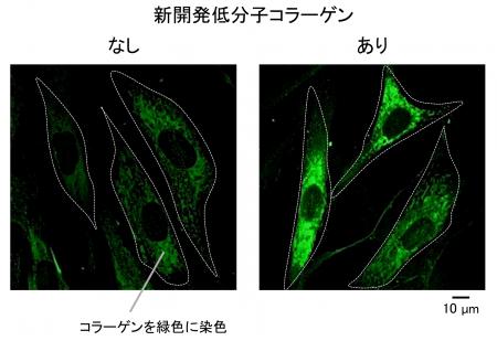 肌・骨・関節のコラーゲン産生を高める低分子コラーゲ 肌・骨・関節のコラーゲン産生を高める低分子コラーゲ