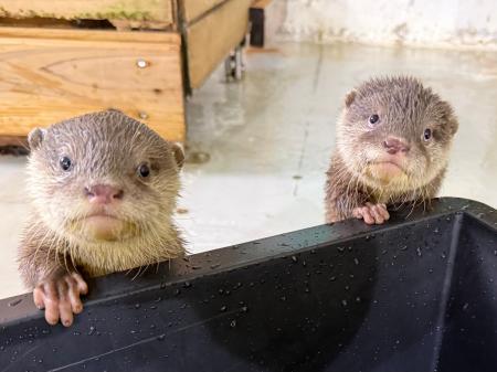 【南知多ビーチランド】世界カワウソの日を記念した特