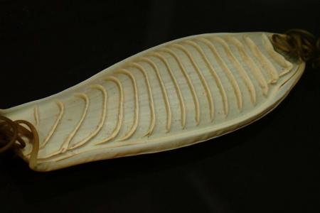波打つ模様が美しい“人魚の財布”？それとも洗濯板？！