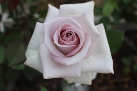 ニコライ・バーグマンが手がける「KIOI ROSE WEEK 202