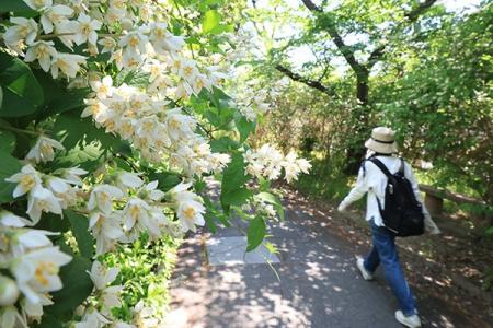 松尾芭蕉も詠んだ高槻市の「玉川の里」でウノハナが見