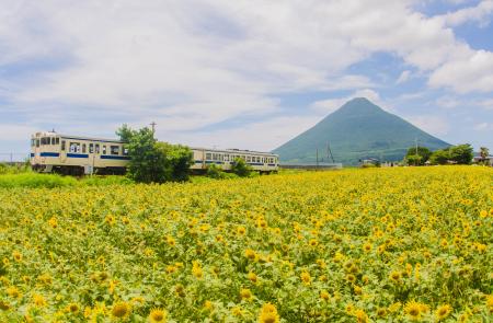日本百名山に数えられる開聞岳とひまわりのコラボレー