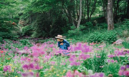六甲高山植物園 花盛り！大群落の「クリンソウ」utf-8