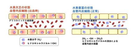 水素豊富生理食塩水が出血性ショックの血管内皮を保護