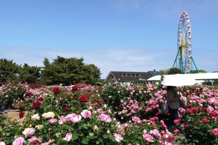 バラ　見頃です（国営ひたち海浜公園）