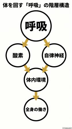 免疫は--“暴れない力”で決まる！