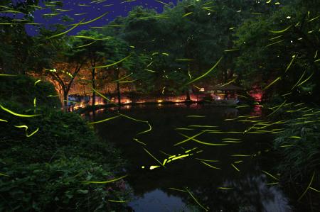 東伊豆・吉祥CAREN【ほたる観賞の夕べ】往復送迎付き