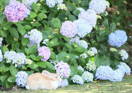 うさぎ×あじさいを思う存分楽しむ　「うさぎ島あじさ