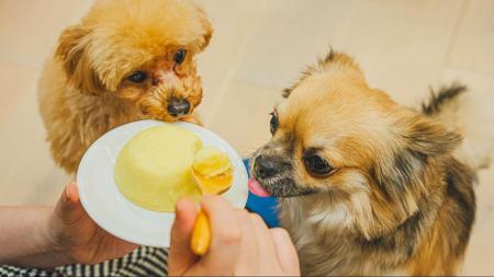 愛犬の手作りおやつ、経験者は33.00%|理由1位「誕生 愛犬の手作りおやつ、経験者は33.00%|理由1位「誕生
